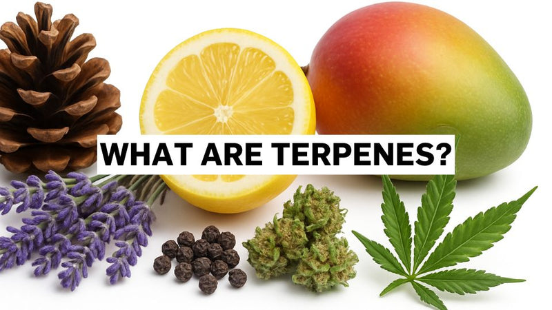 Što su terpeni?