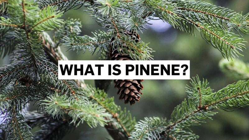 Što je pinen?