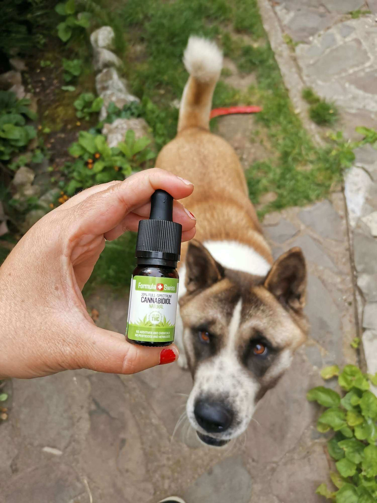 CBD ulje u MCT ulju – prirodno, Formula Swiss